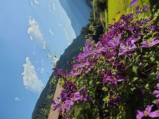 clematis