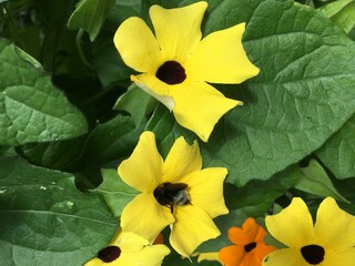 Hummel bei der Arbeit