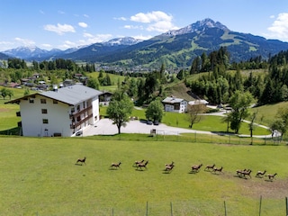 Berghof Haselsberger Urlaub am Bauernhof