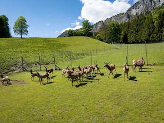 Berghof_Haselsberger_Hinterkaiserweg_54_St_Johann_