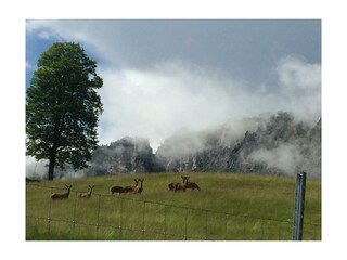 Rotwild Bauernhof am Wilden Kaiser