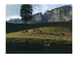 Urlaub am Bauernhof St. Johann in Tirol