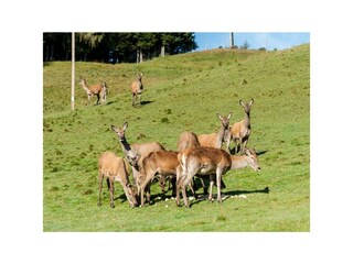 Urlaub am Bauernhof am Wilden Kaiser