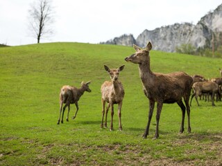 Urlaub am Bauernhof in St. Johann in Tirol