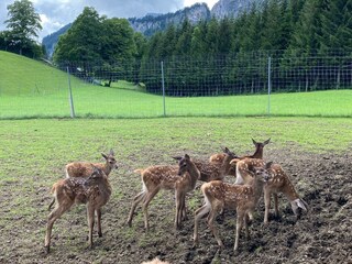 Berghof Haselsberger St. Johann in Tirol