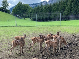 Berghof Haselsberger St. Johann in Tirol