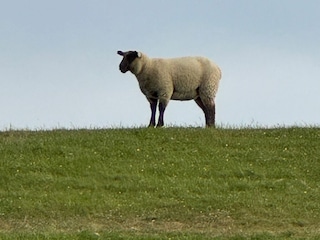Ferienhaus Friedrichskoog  14