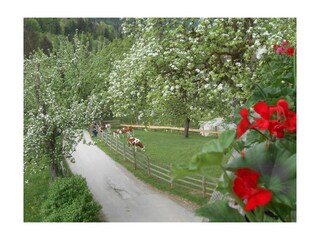 Biobauernhof Hecherhof Thiersee Balkon