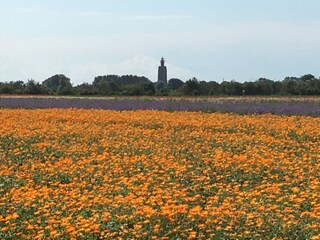 Casa per le vacanze Westkapelle Ambiente 23