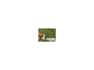 Tiere
