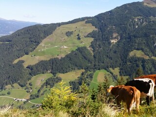 Tiere auf der Alm
