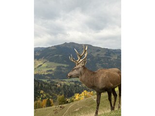 Wildpark_Aurach