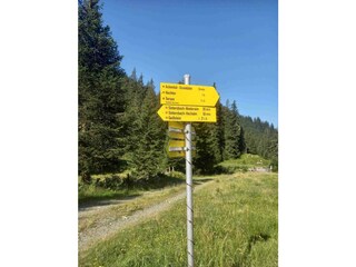 Torsee
