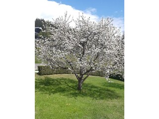 Apfelbaum beim Haus