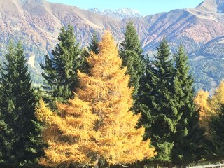 Herbst
