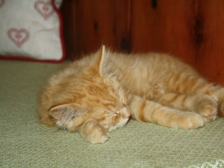 "Tiger" beim Chillen