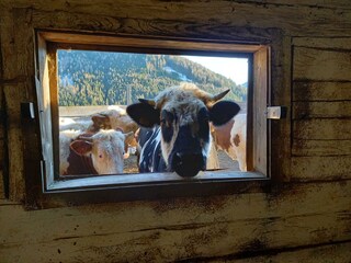 "Woldi" mit Blick in den Stall