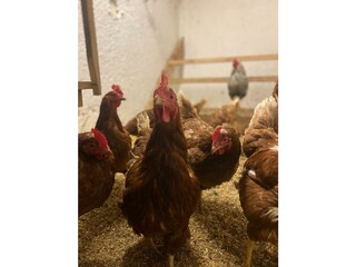 Unsere verlässlichen Eierlieferanten