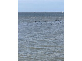 Ferienwohnung Westerbur Umgebung 8