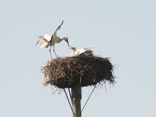 Storchennester in der Umgebung