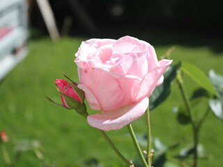 Rosengarten