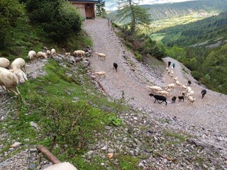 Almauftrieb unserer Schafe