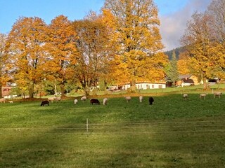 Herbst in Schladming Dachstein