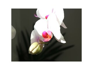 Orchidee