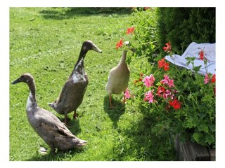 Tick Trick und Track