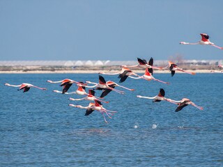 Feuchtgebiete - Flamingos