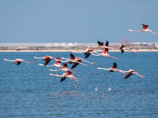 Umoda Gebiet - Flamingogebiet - Salinen von Margherita