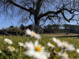 Frühling am Chalet