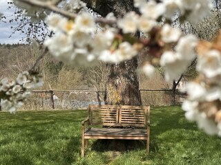 Kirschblüte im April