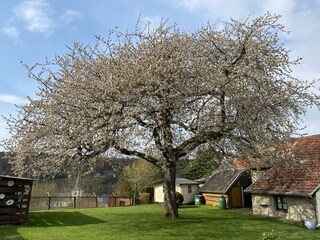 Kirschblüte im April