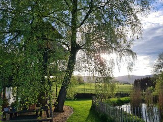 Gartenteich Biotop mit Salamandern