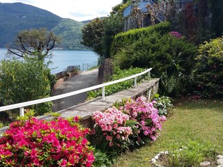 Azalea blossom on the terrace