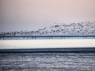 Gänse über dem Meer