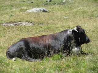 Walliser - Ehringerkuh