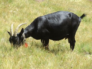 Ziege auf Hannigalp