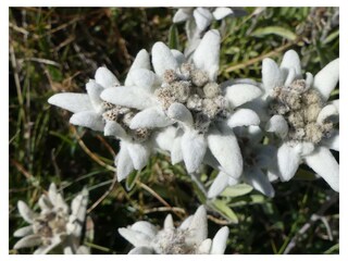 Edelweiss