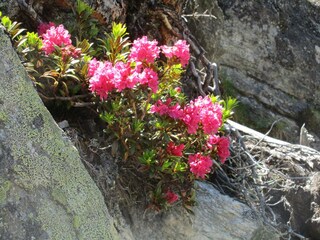 Alpenrosen