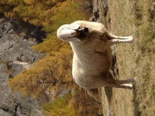 Schaf der Rasse Saasermutte