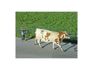 2 Kuh Julia hat ein Kalb geboren