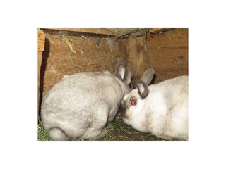 7 Unsere Hasen Max und Moritz