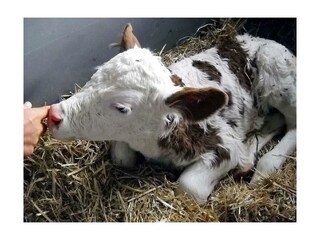 Tiere (7)