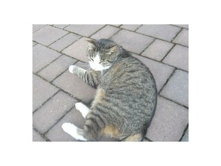 Tiere (2)