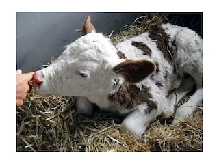 Tiere (7)