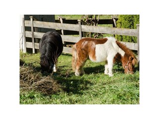 Pony 2