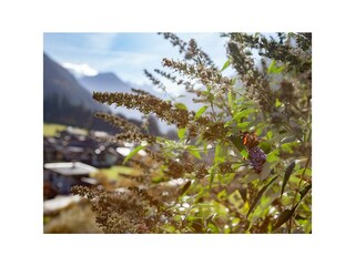 Ruhepause eines Schmitterlings im Spätherbst