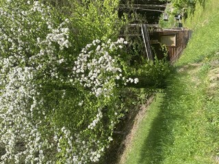 Obstbaumblüte im Frühjahr